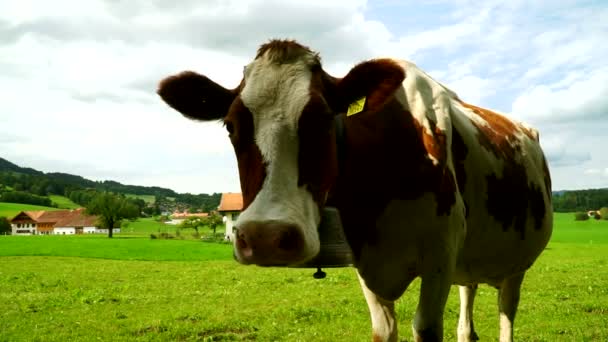 Krowy z dzwonki pasących się na alpejskich łąk w dzielnicy Gruyères, Szwajcaria. — Wideo stockowe