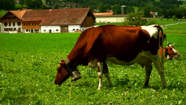 Vacas con campanas pastando en prados alpinos en el distrito de Gruyeres, Suiza . — Vídeos de Stock