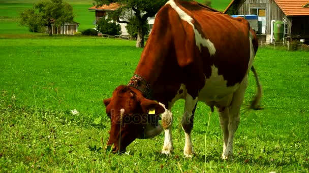 A harangok, a Gruyeres kerületben található, Svájc alpesi mezőkön legelő tehenek. — Stock videók