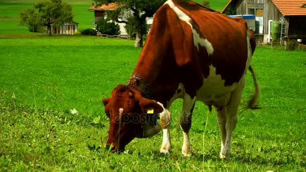 Vacas con campanas pastando en prados alpinos en el distrito de Gruyeres, Suiza . — Vídeo de stock