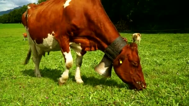 Krowy z dzwonki pasących się na alpejskich łąk w dzielnicy Gruyères, Szwajcaria. — Wideo stockowe