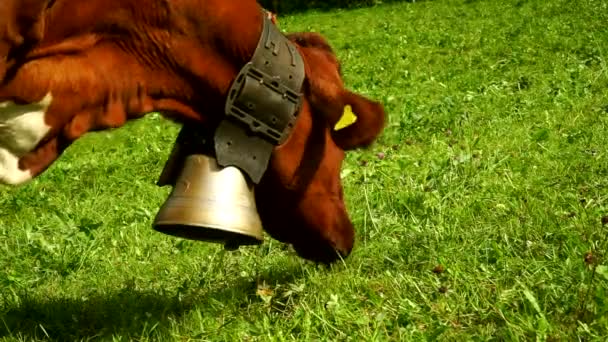 Αγελάδες με κουδούνια βόσκουν σε αλπικά λιβάδια για την περιοχή του Gruyeres, Ελβετία. — Αρχείο Βίντεο
