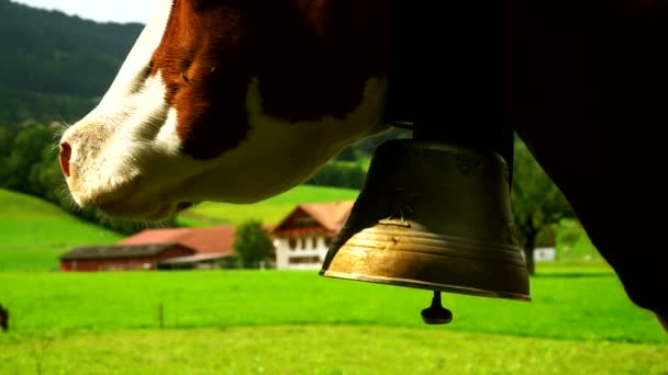 Koeien met een klokken grazen op de alpenweiden in het district van Gruyeres, Zwitserland. — Stockvideo