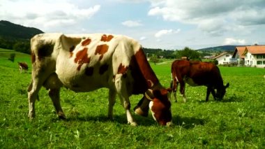 Alpine meadows İsviçre Gruyeres bölge üzerinde otlatma bir çan ile inek.