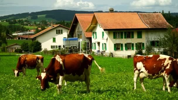 Vacas con campanas pastando en prados alpinos en el distrito de Gruyeres, Suiza . — Vídeos de Stock