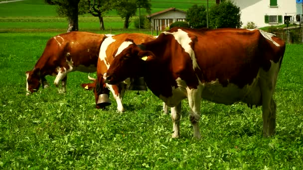 Krowy z dzwonki pasących się na alpejskich łąk w dzielnicy Gruyères, Szwajcaria. — Wideo stockowe