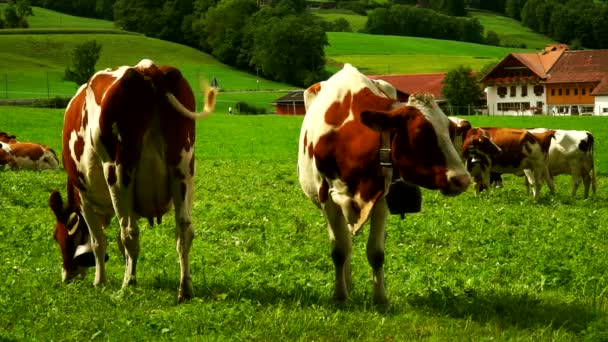 Vacas con campanas pastando en prados alpinos en el distrito de Gruyeres, Suiza . — Vídeos de Stock