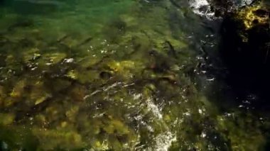 Yakındaki Ren Ren Nehri sularda balık düşer Rheinfall İsviçre'de, en büyük Avrupa'nın.
