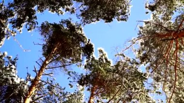 Panoramik karla kaplı çam ağaçları orman üst kısımları üzerinde.