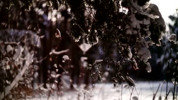Вид на галявину в зимовому лісі з пішохідними людьми . — стокове відео