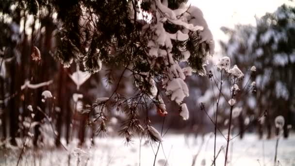 Vue sur la clairière dans la forêt d'hiver avec des enfants jouant . — Video