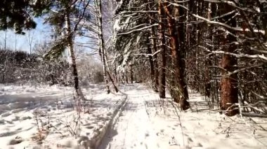 Karlı ormanda yol boyunca yürümek. Stabilize gimbal pov vurdu. Güneşli gün.