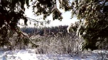 Panorama kış ormandaki çam ağaçlarının dalları boyunca. Güneşli gün.