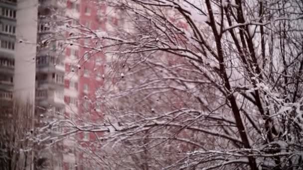 Coches cubiertos de nieve en una zona residencial de Moscú . — Vídeos de Stock