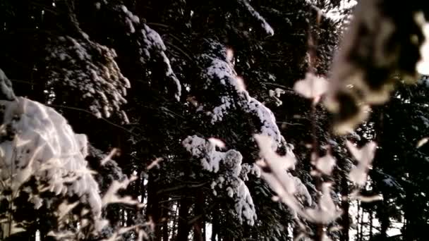 Панорама по ветвям деревьев в зимнем лесу . — стоковое видео