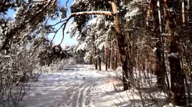 Karlı ormanda yol boyunca yürümek. Stabilize gimbal pov vurdu. Güneşli gün.