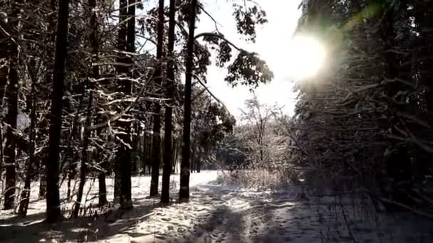 Sortie de la forêt d'hiver vers une prairie ensoleillée. Gimbal stabilisé pov shot . — Video