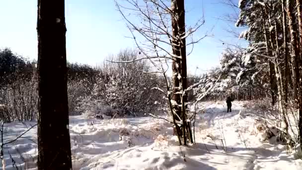 Promenera längs sökvägen i den snöiga skogen. Stabiliserad gimbal pov skott. Solig dag. — Stockvideo