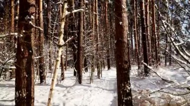 Karlı ormanda yol boyunca yürümek. Stabilize gimbal pov vurdu. Güneşli gün.