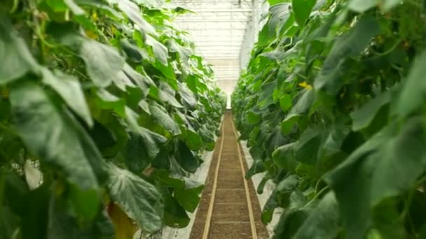 Gurkenanbau Gewächshaus Durch Tropfbewässerung Reibungslose Kamerafahrt — Stockvideo