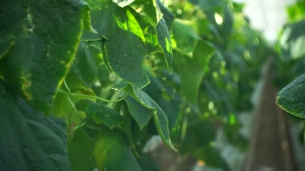 Cultivo Pepinos Invernadero Mediante Método Riego Por Goteo Movimiento Suave — Vídeo de stock