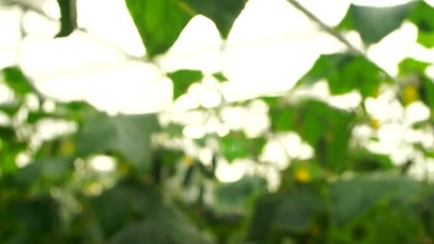 Вирощування Огірків Теплиці Методом Крапельного Зрошення Рух Гладкої Камери — стокове відео