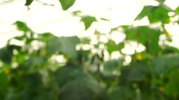 Вирощування Огірків Теплиці Методом Крапельного Зрошення Рух Гладкої Камери — стокове відео
