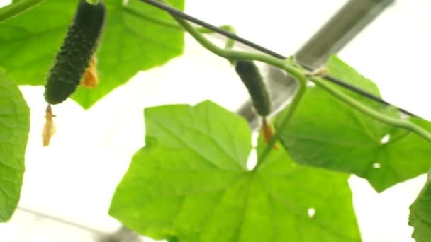 点滴灌漑法による温室でキュウリを栽培します 滑らかなカメラの動き — ストック動画