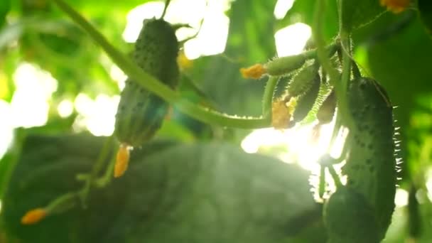 Cultivando Pepinos Estufa Pelo Método Irrigação Por Gotejamento Movimento Suave — Vídeo de Stock