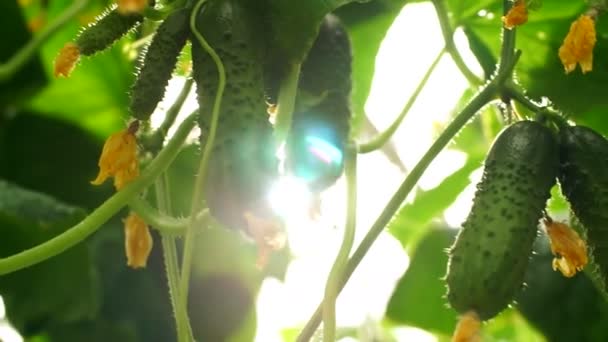 Growing Cucumbers Greenhouse Method Drip Irrigation Smooth Camera Movement — Stock Video