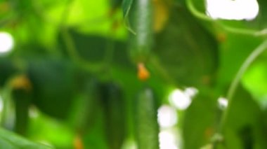 Salatalık sera içinde damla sulama yöntemi ile büyüyen. Pürüzsüz kamera hareketi.