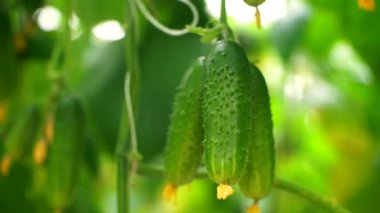 Salatalık sera içinde damla sulama yöntemi ile büyüyen. Pürüzsüz kamera hareketi.