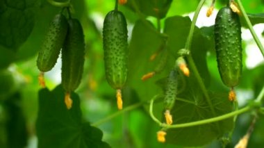 Salatalık sera içinde damla sulama yöntemi ile büyüyen. Pürüzsüz kamera hareketi.