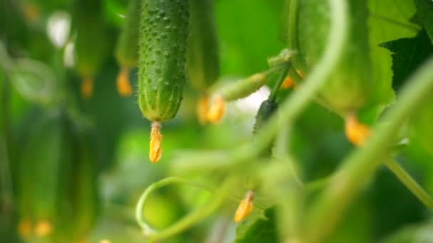 Cultivando Pepinos Estufa Pelo Método Irrigação Por Gotejamento Movimento Suave — Vídeo de Stock