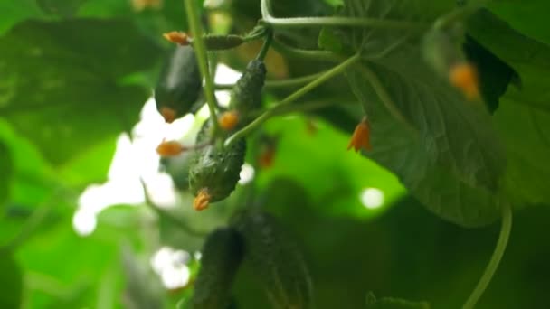 Komkommers Serre Groeien Door Methode Van Druppelirrigatie Vloeiende Camerabewegingen — Stockvideo