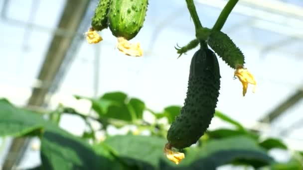 Growing Cucumbers Greenhouse Method Drip Irrigation Smooth Camera Movement — Stock Video