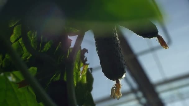 Cultivando Pepinos Estufa Pelo Método Irrigação Por Gotejamento Movimento Suave — Vídeo de Stock