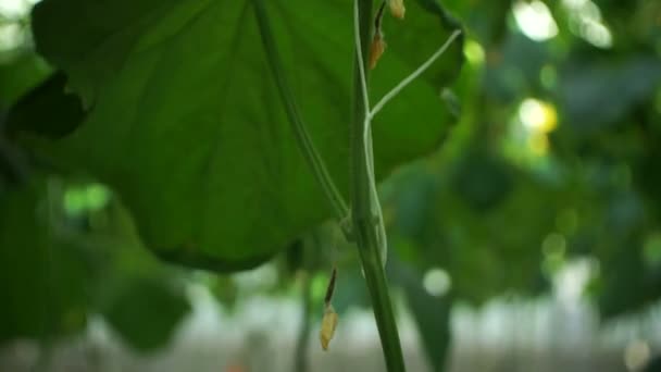 Growing Cucumbers Greenhouse Method Drip Irrigation Smooth Camera Movement — Stock Video