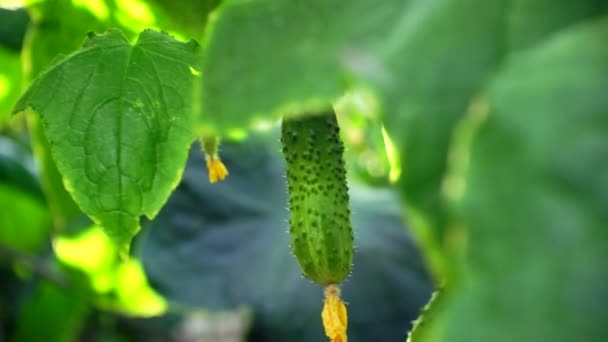 Growing Cucumbers Greenhouse Method Drip Irrigation Smooth Camera Movement — Stock Video