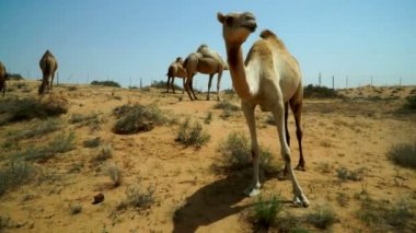 Bir grubu otlayan Camel, yabancı yaklaşım hakkında endişeli. Birlesik Arab Emirligi ülkesindeki çöl yoluyla yolun yakınlarında bir yer adı.