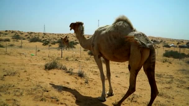 ラクダは カメラに近いもの ふてくされて見えるし 逃げます アメリカ アラブ首長国連邦の砂漠を通って道の近くに置く — ストック動画