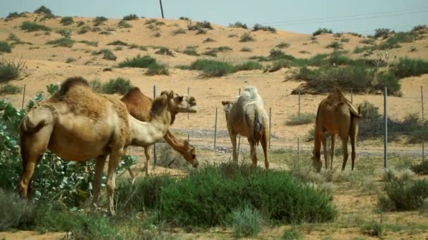 Grupo Camelos Pastando Deserto Nos Emirados Árabes Unidos — Vídeo de Stock