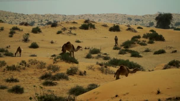 Grupo Camellos Pastando Desierto Los Emiratos Árabes Unidos — Vídeo de stock