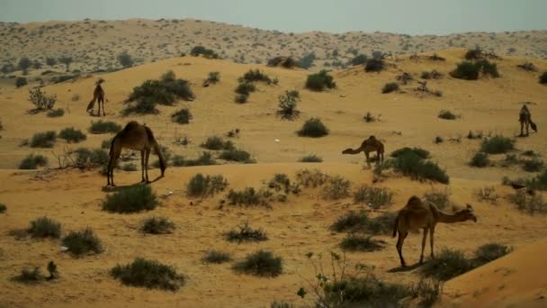 Grupę Wielbłądów Wypasu Pustyni Zjednoczone Emiraty Arabskie — Wideo stockowe