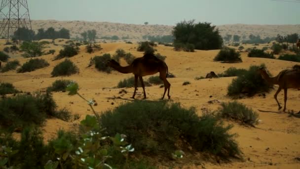Группа Верблюдов Пасущихся Пустыне Объединенных Арабских Эмиратов — стоковое видео