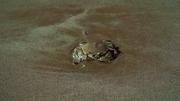 Cangrejo Flotante Macropipus Holsatus Entierra Arena Playa Los Eau — Vídeos de Stock