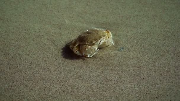 漂浮蟹 Macropipus Holsatus 埋在阿联酋海滩上的沙子里 — 图库视频影像
