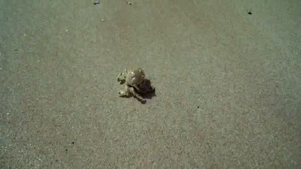 Die Schwimmende Krabbe Macropipus Holsatus Bewegt Sich Schnell Auf Dem — Stockvideo