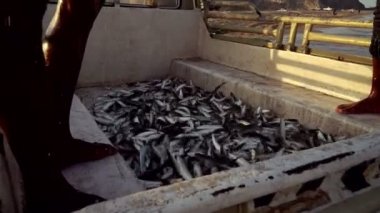 Birleşik Arap Emirlikleri arabanın arkasında balıkçılar tarafından yakalanan balık. Al Akah Beach, Fujairah.