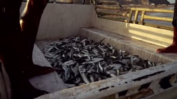 Pescado Recién Capturado Por Pescadores Los Emiratos Árabes Unidos Parte — Vídeo de stock